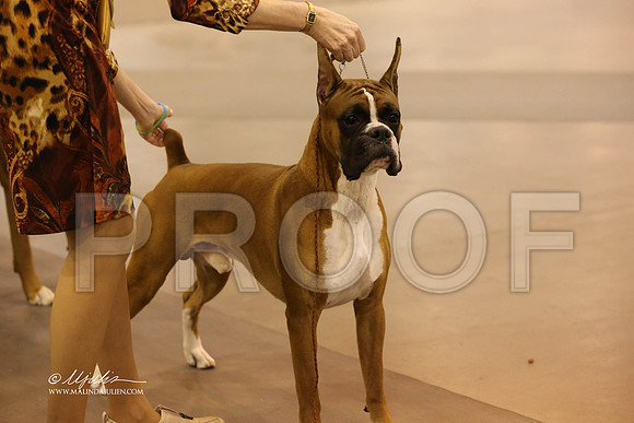boxer-7101-HR