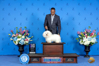 Coton de Tulear #9 SAT WD NC M Judge Sandra Lex