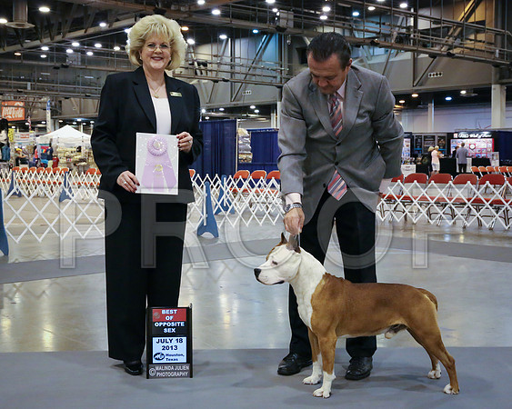 AmStaff-3583-HstnJ13HR