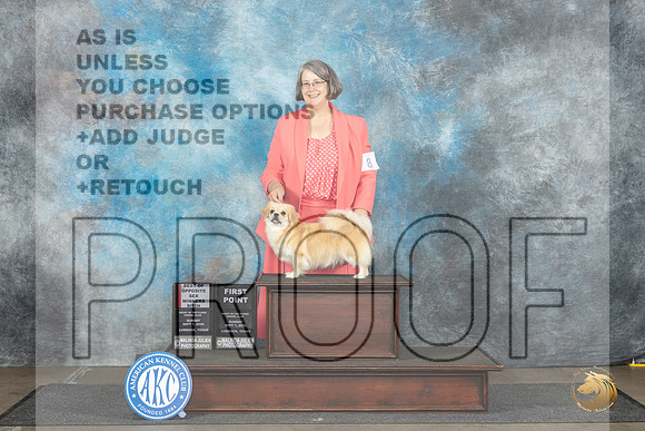 Tibetan Spaniel #8 Sun WBBOS Judge Dr Steve Keating__JP_3938_Lubbock_2024_HR3