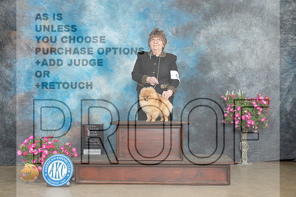 Pomeranian #6 Sat WBBOSM Judge Jacqueline L Stacy_MJ_6587_ARK2023_HR3
