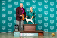 Toy Fox Terrier #? Thurs BOB Judge Pat O'Donnell