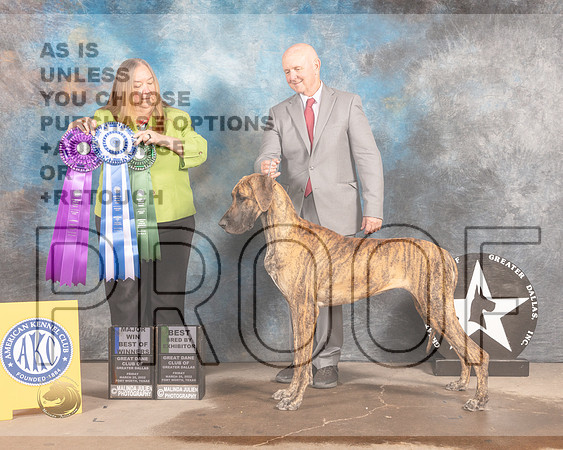 Great Dane #24 Fri BOWBBX Judge Laura Munro-MMJ_7407-FW2022-HR3