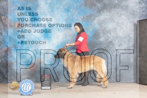 Leonberger #8 Sun BOS Judge Gary AndersenMJP_1432_Abilene_2023_HR3
