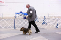 Swedish Vallhund Sun Ring HR Abilene May 2013