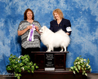 American Eskimo #246 Sun Alt BIS Judge Anna Baughn