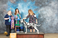 Dalmatian #128 Fri BOBG1RBIS Judge Malinda Julien Amy Turner