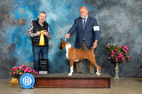 Boxer #10 Sat G3 Judge Terry Stacy
