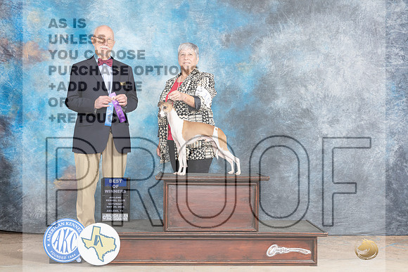 Italian Greyhound #15 Sat BOWWD Judge Ronald Horn-MJP_0765e_Abilene2023-HR3