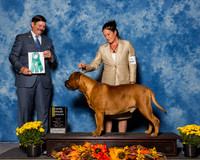 Bullmastiff #9 Sun OH G3 Mcfarlane Dianne Nicole Shook Judge Mr James Fehring