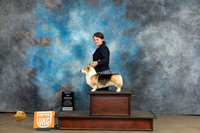 Pembroke Welsh Corgi #127 Sat BOB Judge Chandra Martin