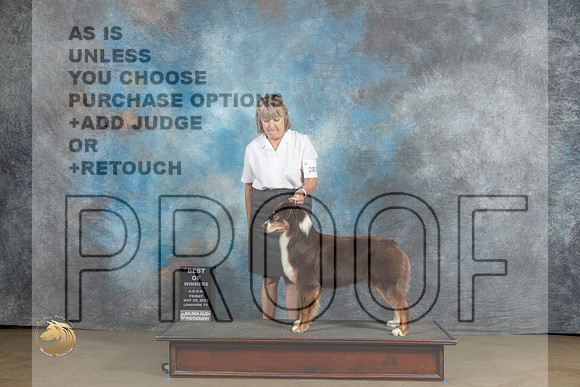Australian Shepherd #280 Sat BOW Judge Chadra MartinMJP_2224_UKCLNVWMAY2023_HR3
