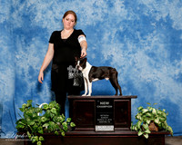 Boston Terrier #245 Sun NC Kimberly Rogers