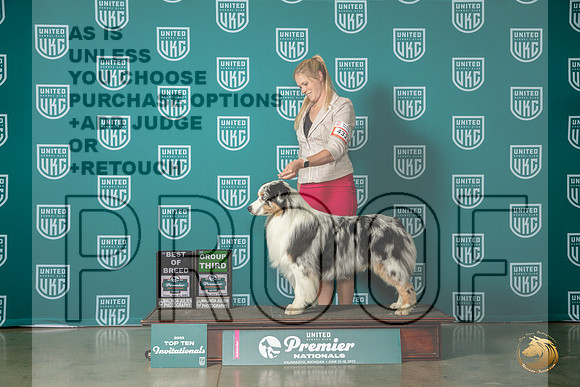 Australian Shepherd #432 Thur BOB DKitterge  Sat G3 Judge Pat O'DonnellMJP_5474_Premier2023_HR3
