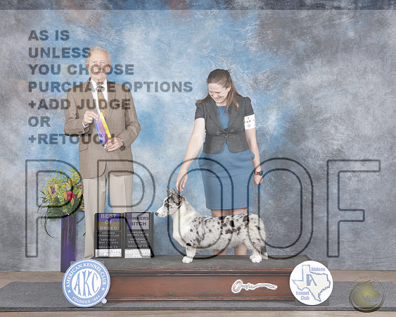 Cardigan Welsh Corgi #12 Sat WD BOB Judge Jimmy MoserCardigan Welsh Corgi #12 Sat WD BOB Judge Jimmy Moser_WP_4936e-Abilene 2025-HR3