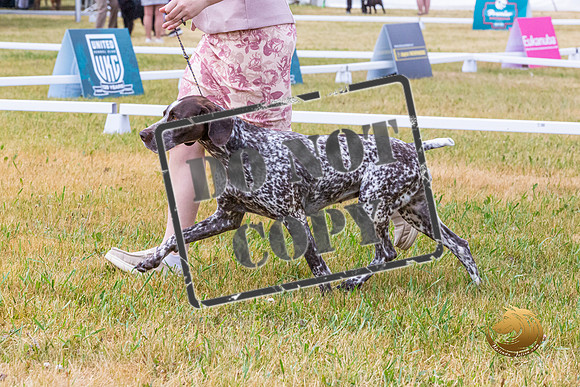 German Shorthaired Pointer Ring Wed_JJL_9363-Premier2023