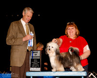 Havanses #8 Sun BOW Marshall Tammy Judge Jon Cole