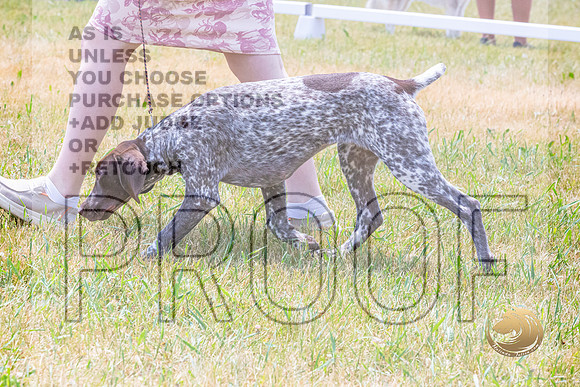 German Shorthaired Pointer Wed Rings_JJL_0025_Premier2023