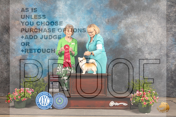 Chihuahua Long Coat #12 Sun G2 Judge Ann Bolus_MJ_1675_SA_2022_HR3