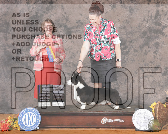 Cardigan Wlesh Corgi #9 Sat WD BOW NCH Judge Nancy Elks rCardigan Wlesh Corgi #9 Sat WD BOW NCH Judge Nancy Elks r_WP_2546e-Marshall 2025-HR3