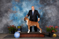 Boxer #11 Sat G3 Judge Paul F Willhauck