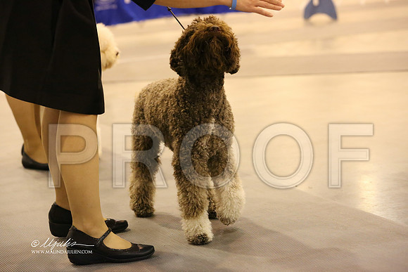 lagotto-5454-HR