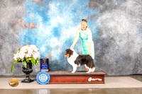 Shetland Sheepdog #19 SUN WD BW Major Judge Carrie Chase