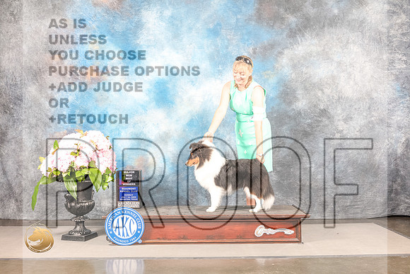 Shetland Sheepdog #19 SUN WD BW Major Judge Carrie ChaseShetland Sheepdog #19 SUN WD BW Major Judge Carrie Chase_MJ_7955_Houston_2022_HR3_Houston_2022_HR3