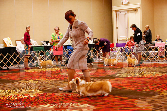 _JJ_8566-HstnCorgiFeb2015-HR3