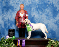 Labrador Retriever #123 Sun Custom Brenda Shukla