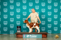 Welsh Springer #486 Fri BOB Judge David Kittredge