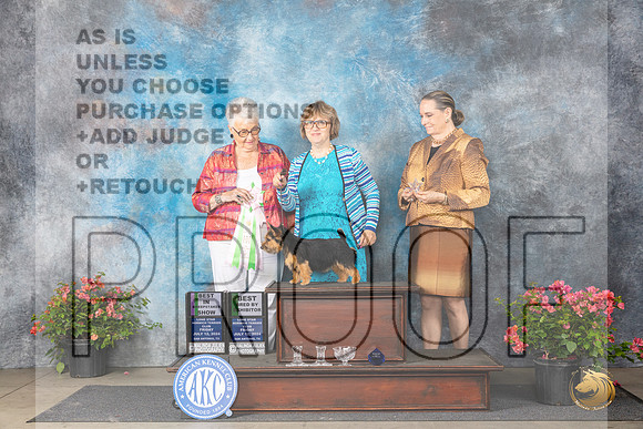 Norwich Terrier #18 Fri BBEBISweeps Judge Joan Eckert__JP_4101_San Antonio_2024_HR3