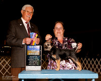 Border Terrier #6 Sat BOB Muller Cindy and Kimberly Vonk Judge Charles Trotter