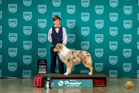 Australian Shepherd #789 Fri Jr