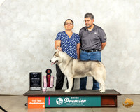 Siberian Husky #? Thurs Top10BOB