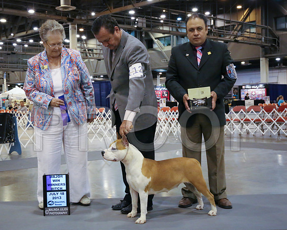 AmStaff-3676-HstnJ13HR