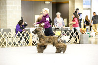 Stud Dog Wed