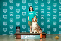 Australian Shepherd #596 Sat DASH