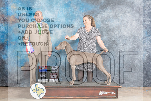 Weimaraner #5 Sat WDBOWBOSBBEOHBOB Judge Joe Walton-MJP_0877_Abilene2023-HR3