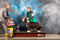 Bearded Collie #17 THUR WD BOS Major Judge John Wade