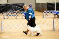 Samoyed Sat Match Ring