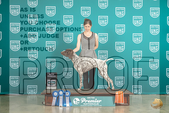 German Shorthaired Pointer #101 Sun CH Judge Felicity TrammellMJP_6086_Premier2023_HR3