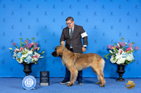 Leonberger #5 SUN WD BOW NC M Judge Ronald Freeman