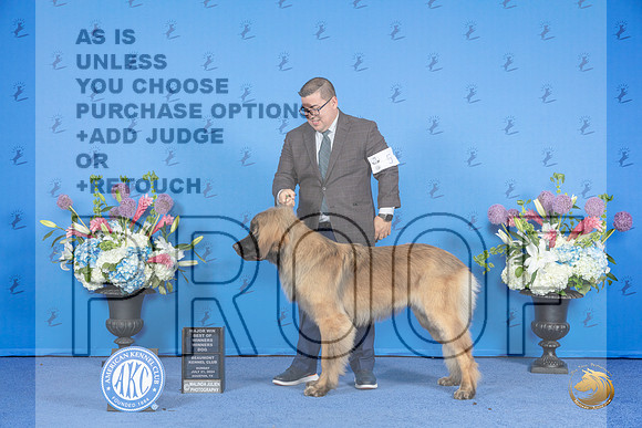Leonberger #5 SUN WD BOW NC M Judge Ronald Freeman__JP_0033_Houston_2024_HR3