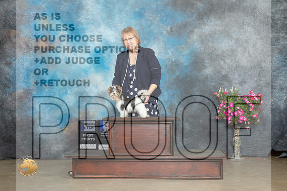 Biewer Terrier #10 Sat WB Judge Jacqueline L Stacy_MJ_6513_ARK2023_HR3