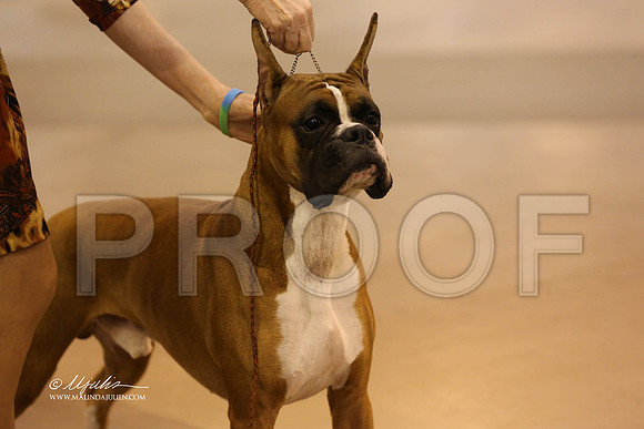 boxer-7095-HR