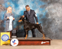 Doberman Pinscher #28 Fri SB Judge Vicky Seller Cushman