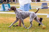 German Shorthaired Pointer 2