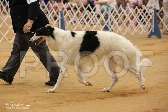 borz-3348-Tex2013 HR3