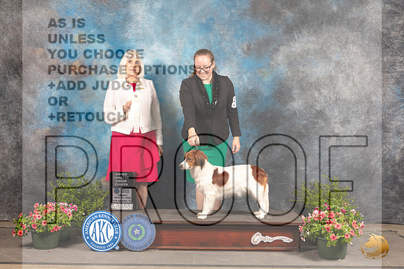 Nederlandse Kooikerhondje #6 Sun OHG4 Judge Jan Paulk_MJ_1666_SA_2022_HR3
